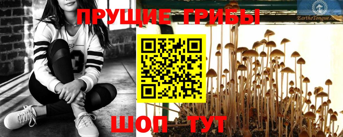 Галлюциногенные грибы Cubensis Урус-Мартан